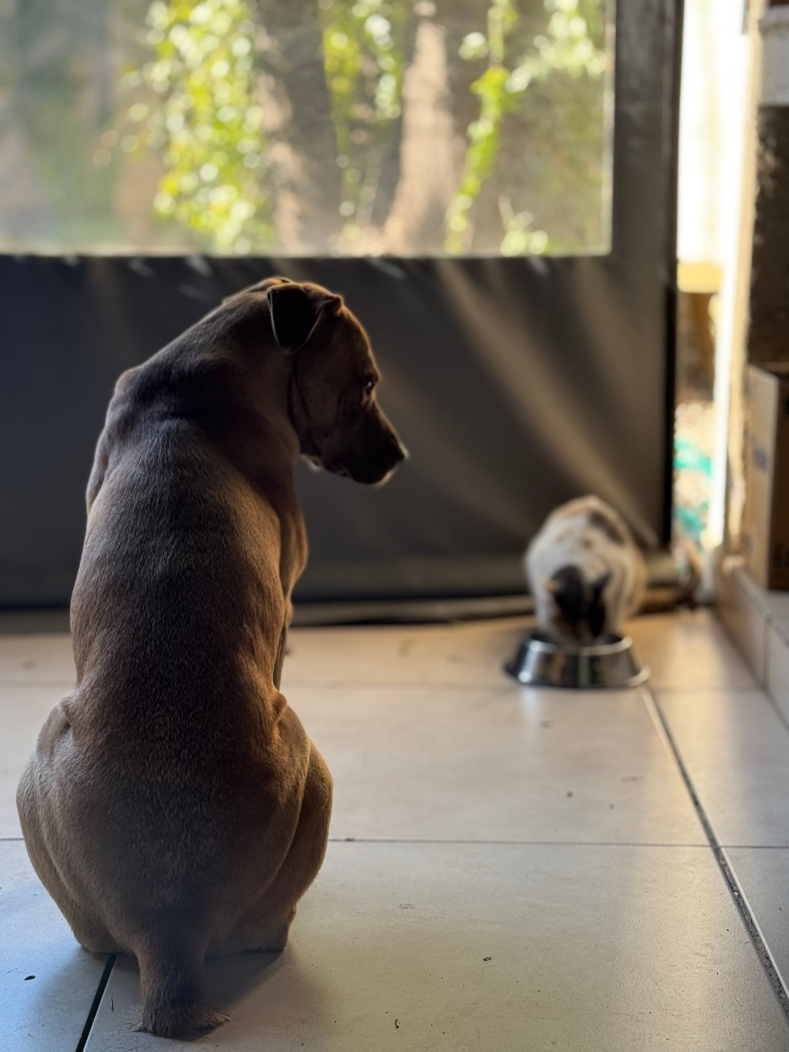 Perra y gatita felices, alimentadas con dieta BARF natural de weBARF